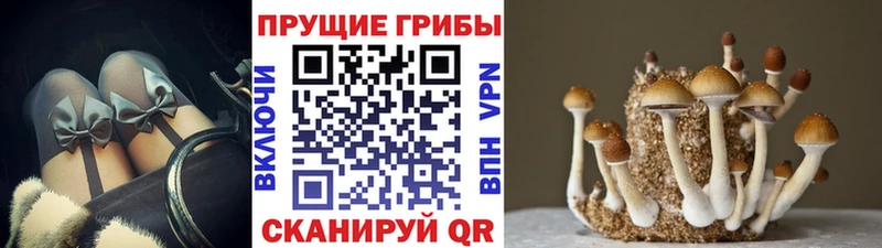 kraken маркетплейс  Сертолово  Галлюциногенные грибы Cubensis  где купить наркоту 